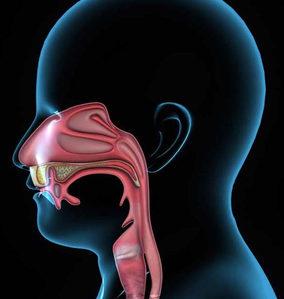 Ear Nose And Throat Association